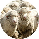 wool