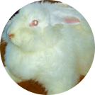 angora
