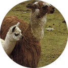 alpaca