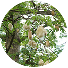 kapok fiber