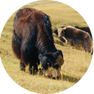 yak