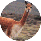 vicuna