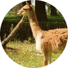 guanaco