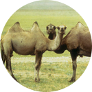 camel